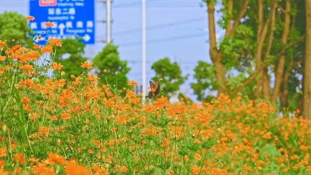 一路繁花相伴，在金山这里遇见浪漫夏天→