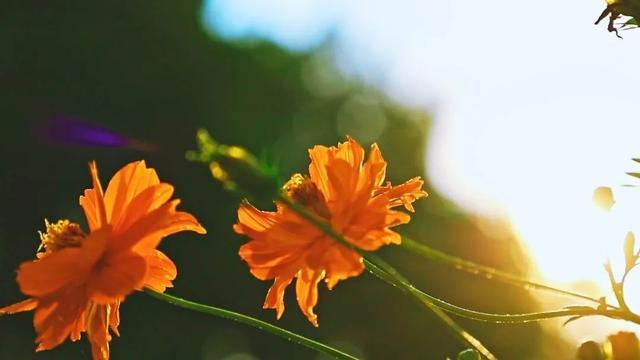 一路繁花相伴，在金山这里遇见浪漫夏天→