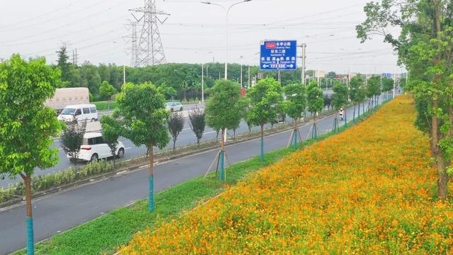 一路繁花相伴，在金山这里遇见浪漫夏天→