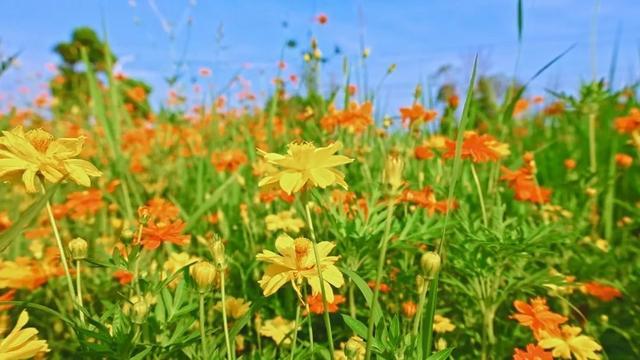 一路繁花相伴，在金山这里遇见浪漫夏天→