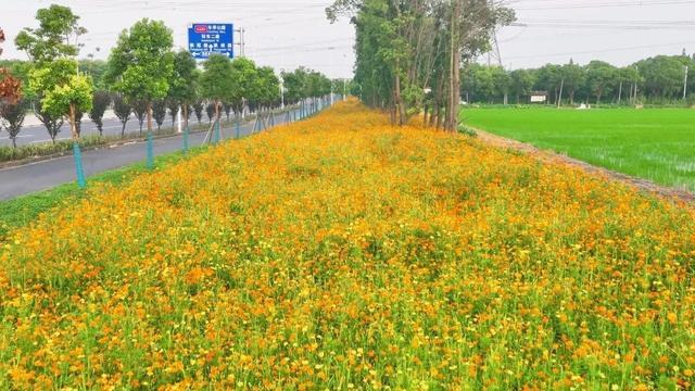 一路繁花相伴，在金山这里遇见浪漫夏天→