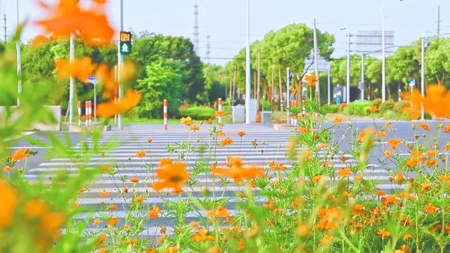 一路繁花相伴，在金山这里遇见浪漫夏天→