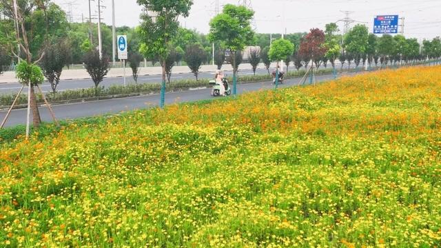 一路繁花相伴，在金山这里遇见浪漫夏天→