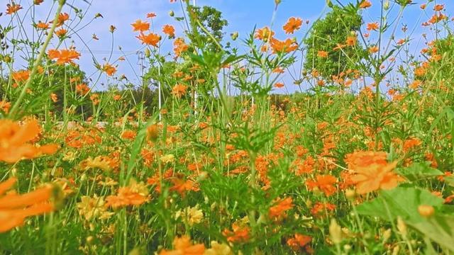 一路繁花相伴，在金山这里遇见浪漫夏天→