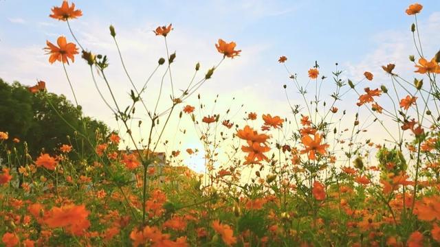 一路繁花相伴，在金山这里遇见浪漫夏天→