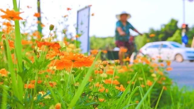 一路繁花相伴，在金山这里遇见浪漫夏天→