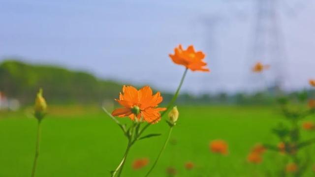 一路繁花相伴，在金山这里遇见浪漫夏天→