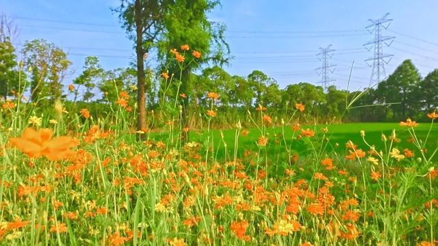 一路繁花相伴，在金山这里遇见浪漫夏天→