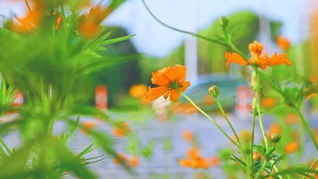 一路繁花相伴，在金山这里遇见浪漫夏天→