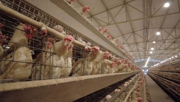 四万只蛋鸡缺水要中暑了 荣昌消防及时送水化解危“鸡”