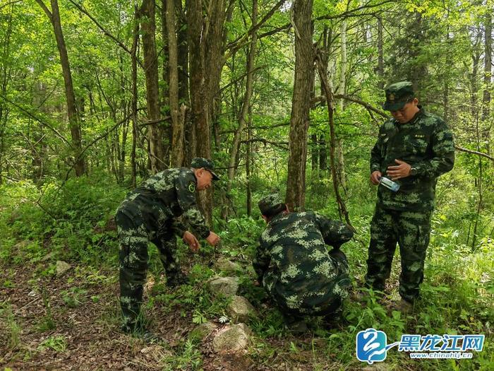 壮硕不少！东北虎“完达山一号”再现龙江森工穆棱林区