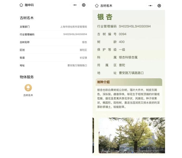 上海152棵古树名木有了“随申码”，扫一扫就能查看树龄树种