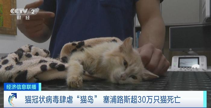 超30万只猫死亡！猫冠状病毒肆虐“猫岛”塞浦路斯