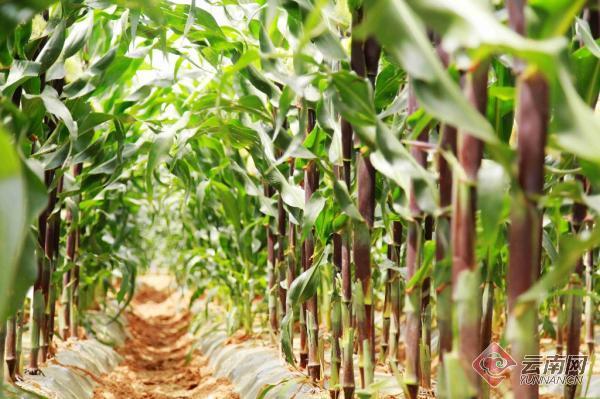 “2023年首届中国·昆明国际鲜食玉米品种展示会”在昆明举办
