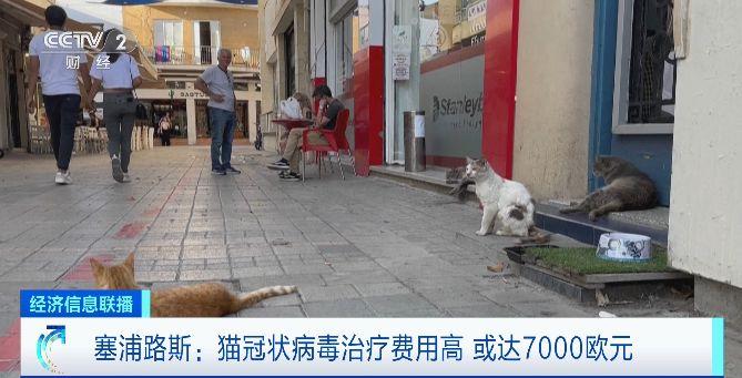 超30万只猫死亡！猫冠状病毒肆虐“猫岛”塞浦路斯