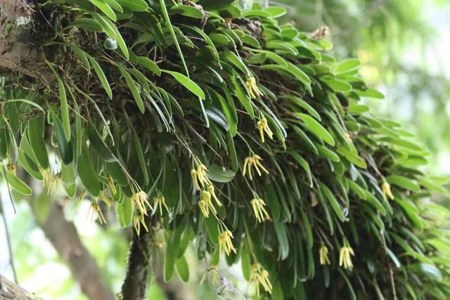 四川卧龙发现植物新种卧龙卷瓣兰，为四川特有种