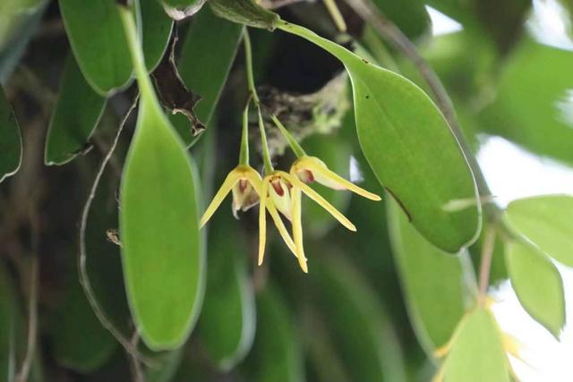 四川卧龙发现植物新种卧龙卷瓣兰，为四川特有种