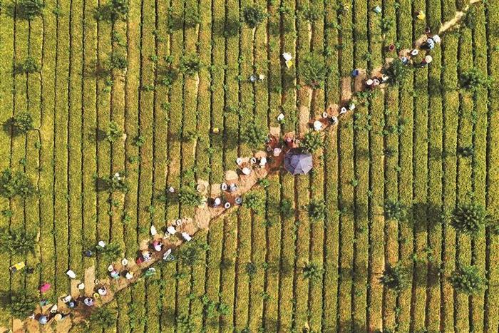 近日，福泉市上万亩太子参进入成熟采收季，在各村的太子参种植基地里随处可见村民们采挖太子参的忙碌身影。