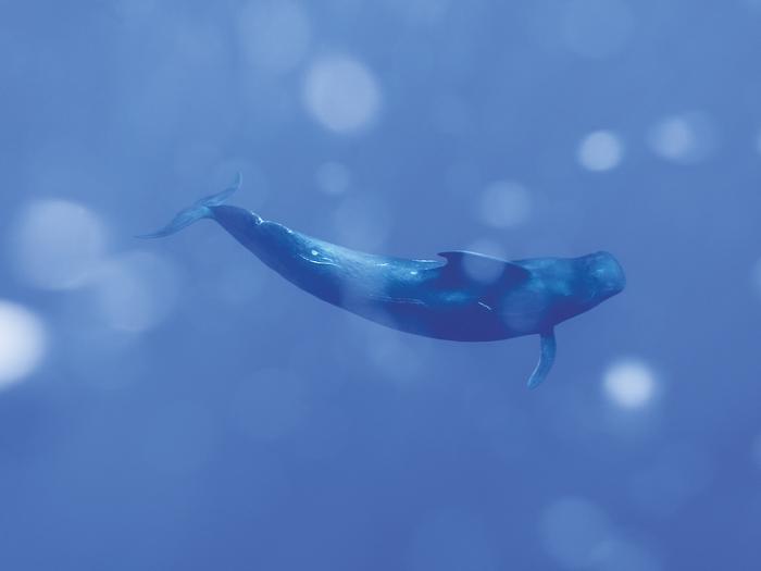 南海科考记录到抹香鲸等15个鲸类物种