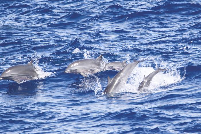 南海科考记录到抹香鲸等15个鲸类物种