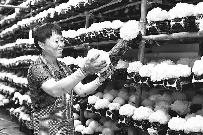 山东省惠民县胡集镇成立以“党支部+食用菌企业+农户”为模式的银丰食用菌种植合作社