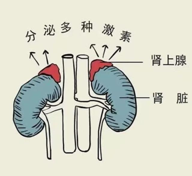 体检发现肾上腺结节，怎么办？来听泌尿外科专家的意见→