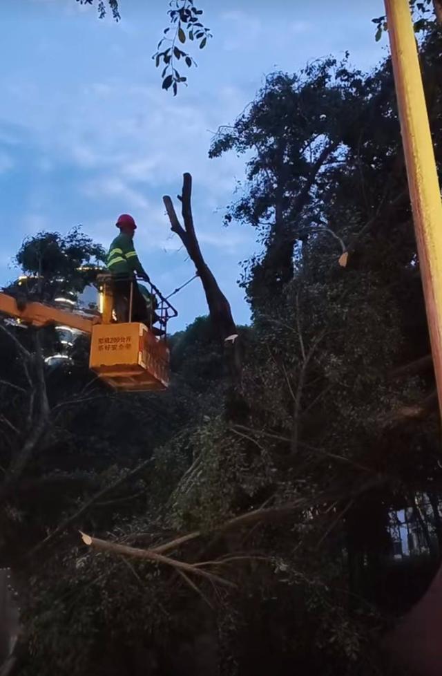 眉山7级大风致300余株绿化树木受损 仍需防范阵性大风和强降雨