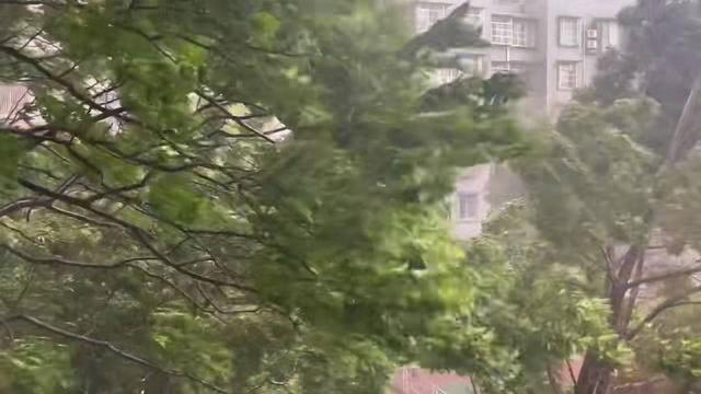 眉山7级大风致300余株绿化树木受损 仍需防范阵性大风和强降雨