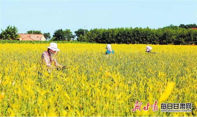 【图片新闻】庆阳天佑祥黄花菜药材种植农民专业合作社的黄花菜进入收获期