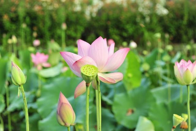 缙云丨雷扬梅：校园盛夏有馨香