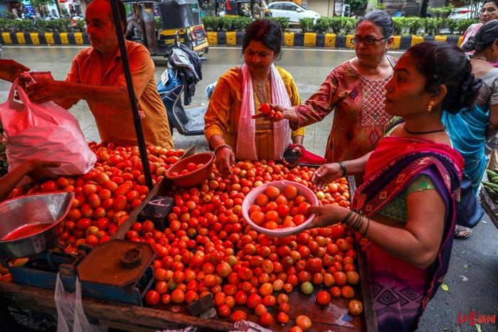 印度番茄价格暴涨8倍！数十名农民一跃成百万富翁，一周内2人守护番茄时遇害