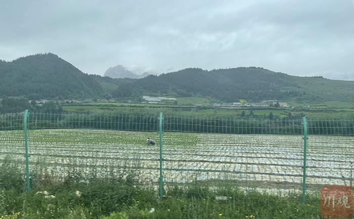 阿坝70年·中省主流媒体阿坝行㉕丨无土栽培，外地果蔬安家松潘