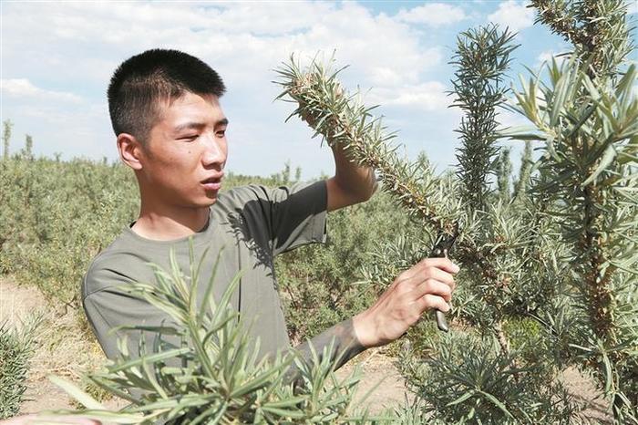 一粒沙棘果的三笔效益账