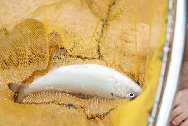 每斤200~300元！“长江三鲜”之首鲥鱼在泸州试养成功，即将批量上市