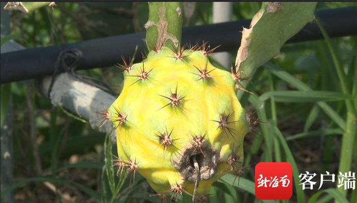 东方燕窝果种植成“香饽饽” 为乡村振兴注入活力