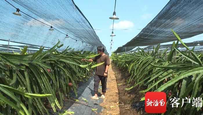 东方燕窝果种植成“香饽饽” 为乡村振兴注入活力