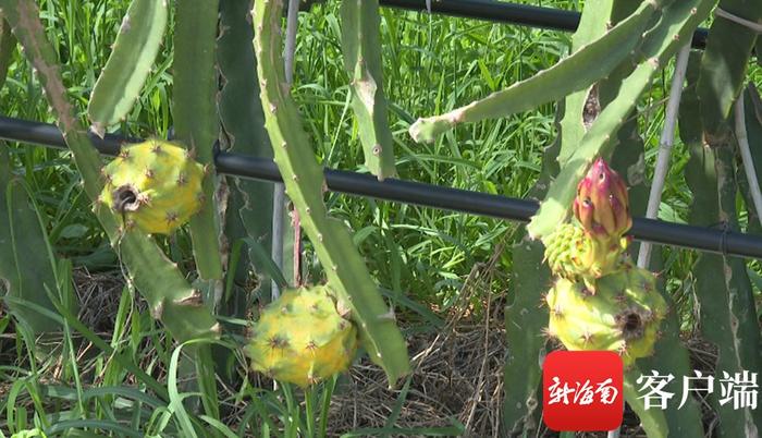 东方燕窝果种植成“香饽饽” 为乡村振兴注入活力