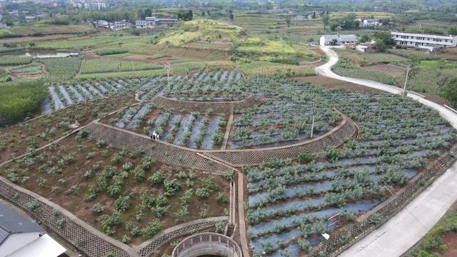 四川威远迎来无花果丰收季 绵糯香甜让你爱上小众的它｜创建天府旅游名县