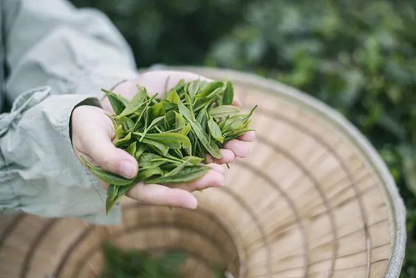 喝茶有助降低心血管病风险，但这8种茶最好别喝