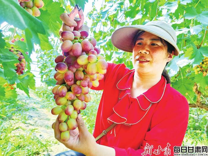 【图片新闻】又到一年收获时 陇原处处好“丰”景