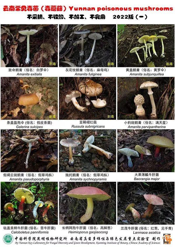 云南常见毒菌 图片来源:中国科学院昆明植物研究所、云南省真菌多样性与绿色发展重点实验室