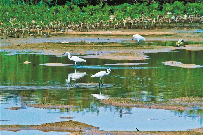 市级林长挂点红树林 深圳河入海口鸟类升至167种，最大记录数升至3740只