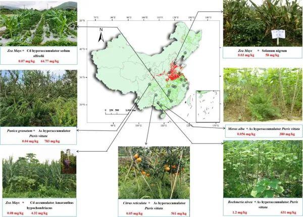 中科院地理所廖晓勇团队在实现重金属污染农田土壤可持续利用方面取得重要研究进展