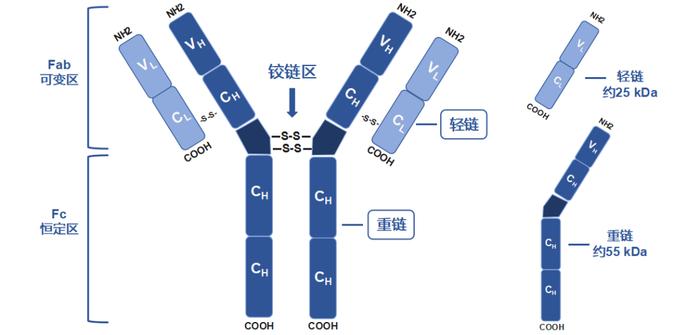 新品体验 | 摆脱IP轻重链干扰，准确捕获互作蛋白！新品体验手慢无