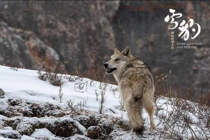 纪录片《雪豹和她的朋友们》引来众明星打Call 这群“显眼包”藏不住了