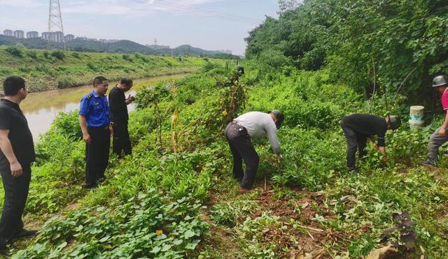 长沙市望城区白沙洲街道：开展整治河堤种菜专项行动