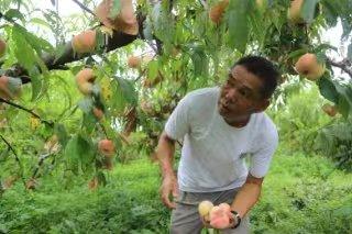 ​台风要来了，树上的桃子怎么办？沪郊农民抓紧抢收农作物