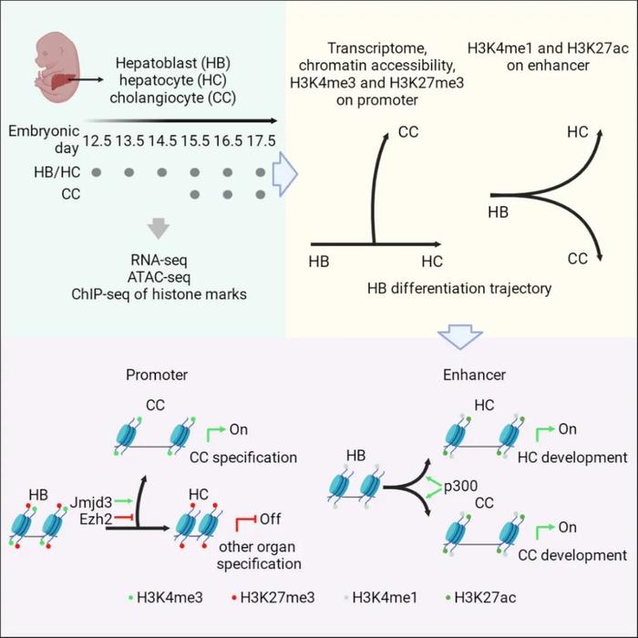 Developmental Cell | 北京大学徐成冉课题组报道肝母细胞分化的表观遗传学调控机制