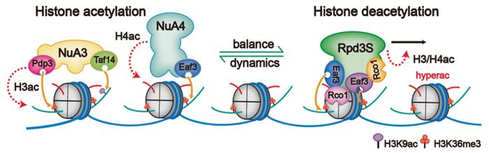 Nature | 李海涛/闫创业/李兵合作取得染色质去乙酰化动态修饰调控新突破