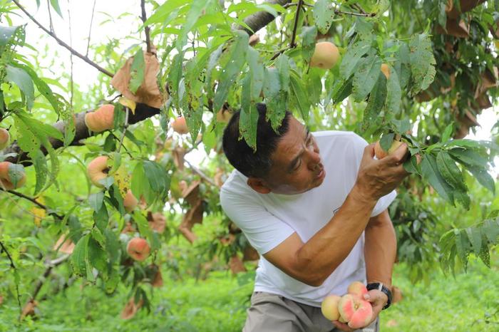 ​台风要来了，树上的桃子怎么办？沪郊农民抓紧抢收农作物